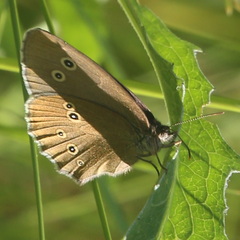 Aphantopus hyperantus