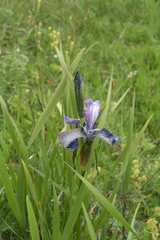 Iris sibirica