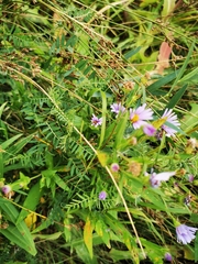 Symphyotrichum robynsianum