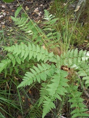 Dryopteris cristata