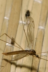 Pseudolimnophila lucorum