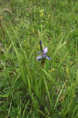 Iris sibirica