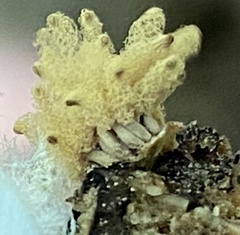 Arcyria obvelata