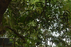 Mangifera indica