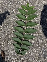 Juglans nigra