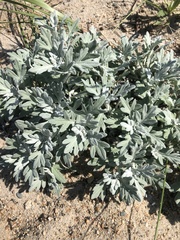 Artemisia stelleriana