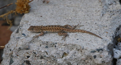 Uta stansburiana elegans