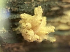 Arcyria obvelata