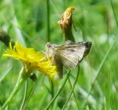Syngrapha rectangula
