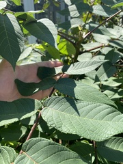 Juglans nigra