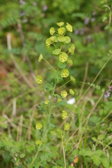 Euphorbia amygdaloides