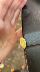 Prolimacodes badia