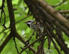 Vermivora chrysoptera