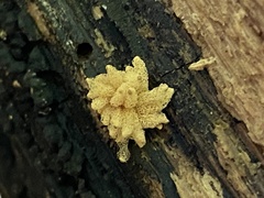 Arcyria obvelata