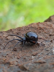 Steatoda cingulata