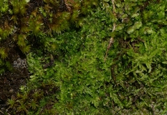 Lejeunea cavifolia