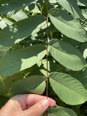 Juglans nigra