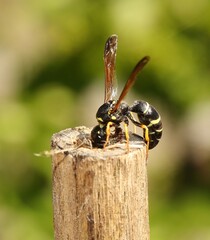 Gymnomerus laevipes