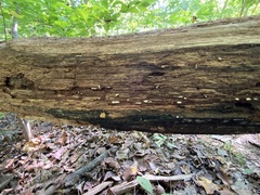 Arcyria obvelata
