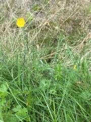 Ranunculus