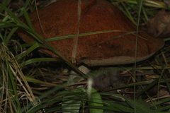 Leccinum albostipitatum