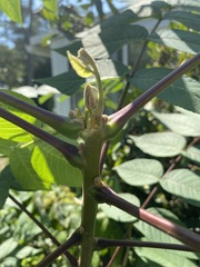 Juglans nigra
