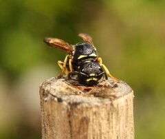 Gymnomerus laevipes