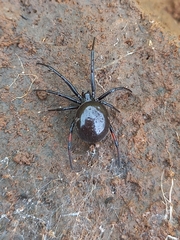 Steatoda cingulata