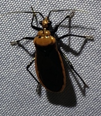 Rhiginia cinctiventris