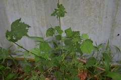 Triumfetta rhomboidea