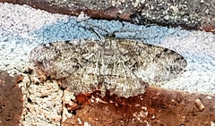Melanolophia canadaria