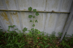 Triumfetta rhomboidea