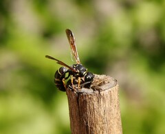 Gymnomerus laevipes