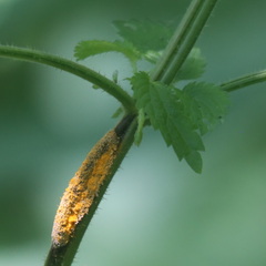 Puccinia urticata