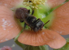 Macroteropsis