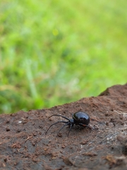Steatoda cingulata