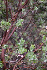 Arctostaphylos columbiana