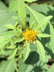 Bidens vulgata