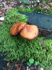 Kuehneromyces mutabilis