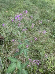 Desmodium illinoense