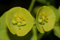Euphorbia amygdaloides