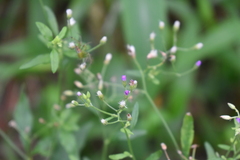 Cyanthillium cinereum
