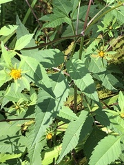Bidens vulgata