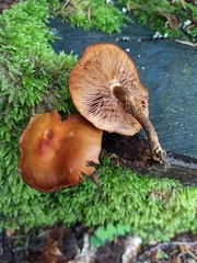 Kuehneromyces mutabilis