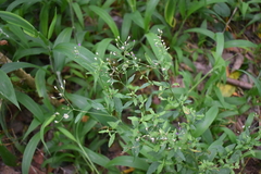 Cyanthillium cinereum