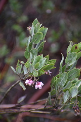 Arctostaphylos columbiana