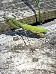 Mantis