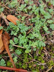 Erodium cicutarium