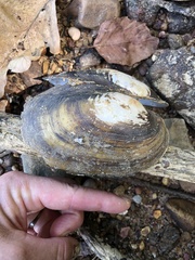 Potamilus fragilis