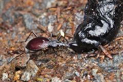 Scaphinotus angusticollis